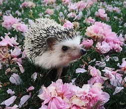 Image result for Hedgehog Aesthetic