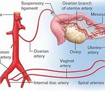 Image result for Superior Ovary
