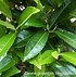 Image result for ardicia