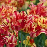 Image result for Tulipa Wonder Club