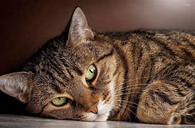 Image result for Scary Cat Wallpaper