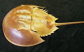 Image result for Largest Horseshoe Crab