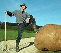 Image result for Biggest Potato in the Whole World