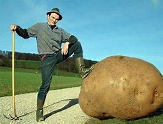Image result for World Record Potato