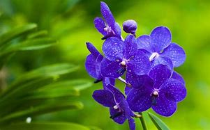 Image result for Purple Orchid Plant
