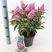 Image result for Buddleja davidii Butterfly Candy Little Pink