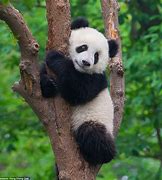 Image result for Wildlife Panda