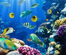Image result for Abstract Underwater Wallpaper