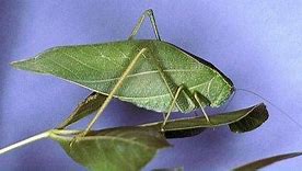 Image result for "broadwinged-katydid"
