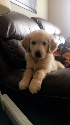 Boone already owns the couch... : goldenretrievers