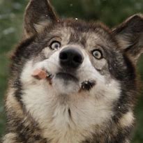 Image result for Cute Adult Wolf Laughing