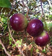 Image result for Star Apple Fruit Tree