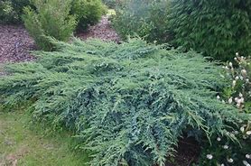 Image result for Juniperus squam. Blue Swede