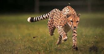 Image result for Cheetah with Car HD Wallpaper