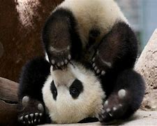 Image result for Real Panda Bear