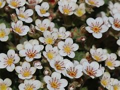 Image result for Saxifraga pubescens subsp. iratiana