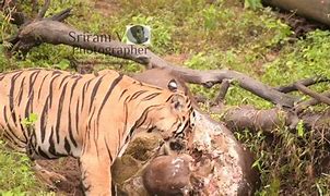 Image result for Tiger Kills Gaur