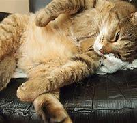 Image result for OH Haaay Cat