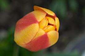 Afbeeldingsresultaten voor Tulipa Apeldoorns Elite