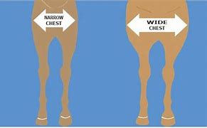 Image result for Narrow Chest Horse