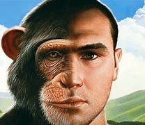 Image result for Closest Ape to Humans