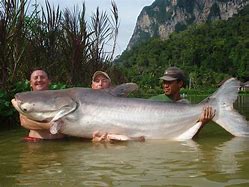 Image result for Biggest Catfish Ever Recorded