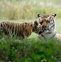 Image result for Tiger Poaching
