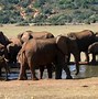 Image result for addo