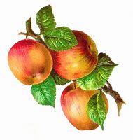 Image result for Vintage Fruit Clip Art