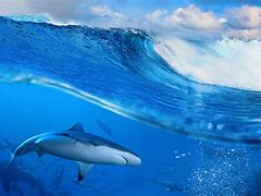 Image result for Shark Making Wave