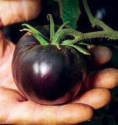Image result for Mega Bite Tomato Seed