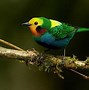 Image result for Aves De Colombia