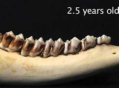 Image result for Aging Deer by Teeth
