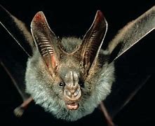 Image result for Microchiroptera