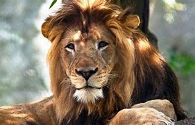 Image result for Sirenomelia in Lions