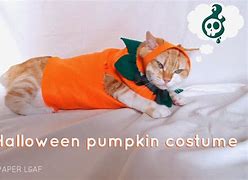 Image result for Cute Cat Halloween Pics