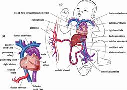 Image result for Fetal Circulation with Label