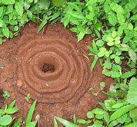 Image result for Ant House