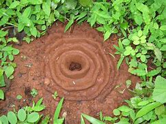 Image result for Ant House