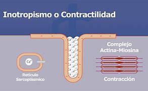 Image result for contractilidad