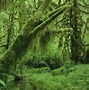 Image result for Dark Rainy Forest