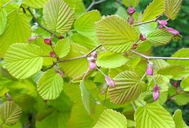 Image result for Corylopsis spicata