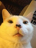 Image result for Free Printable Funny Photos of Cats
