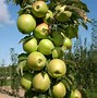 Image result for Dwarf Fruit Tree Apple