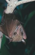 Image result for Blossom Bat