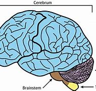 Image result for Brain Out Level-5