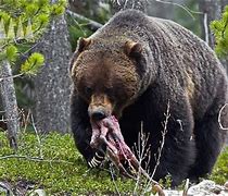 Image result for World Biggest Bear