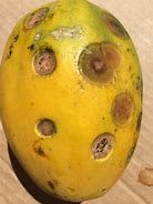 Image result for GMO Papaya