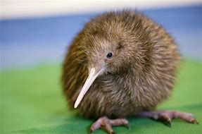 Image result for Baby Kiwi