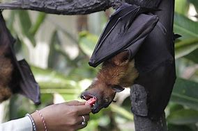 Image result for Feed Bat